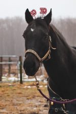 Maverick with a Valentines Day headband